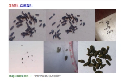 麻烦帮我看看这是老鼠屎还是壁虎屎