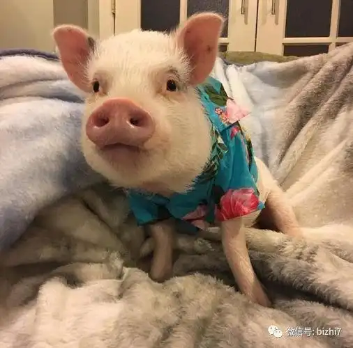 搞笑的猪图片头像 逗比