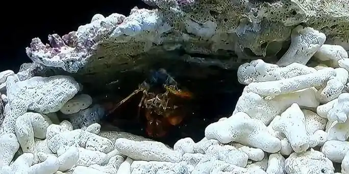 螃蟹和龙虾打架, 还没开始几秒钟, 就被打断了腿!_网易视频