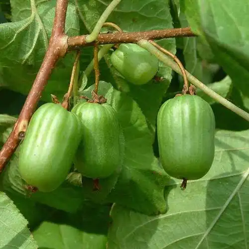 软枣树苗 软枣猕猴桃苗 丹东雄树授粉 东北圆枣子苗 南方北方当年结果