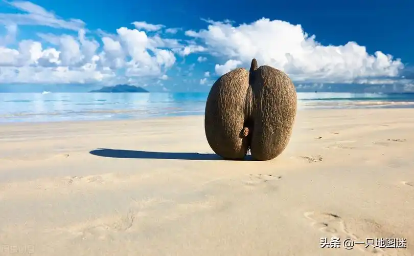当地的国宝"海椰子"更是名扬海外,海椰子也是每位游客来到塞舌尔最想