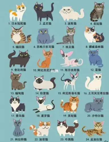 猫猫品种大全,你第一只猫是什么品种_猫咪_宠物_宠物_猫