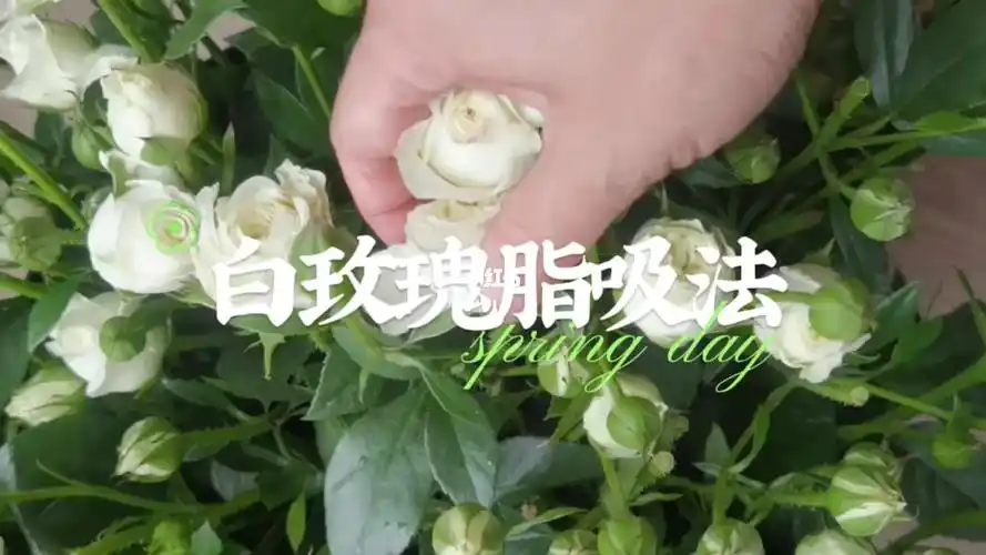 脂吸法萃取白玫瑰精油