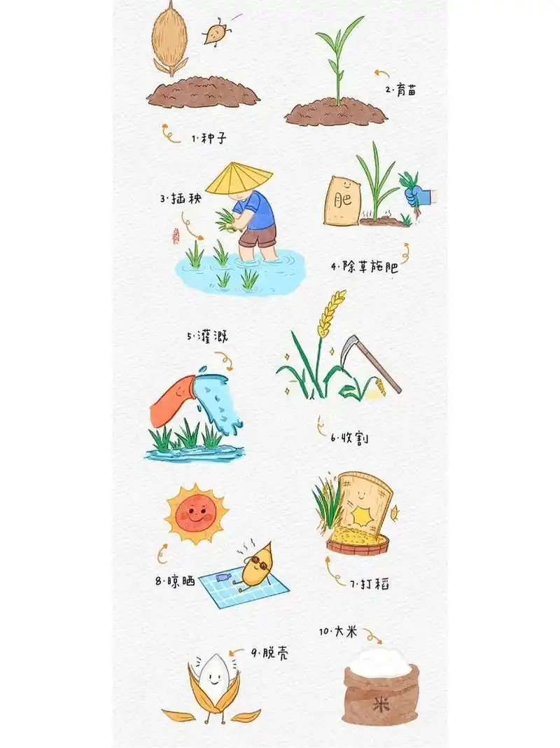 幼儿园认识水稻生长过程图鉴🌾 🌟可直接打印素材哦 🌟适宜小,