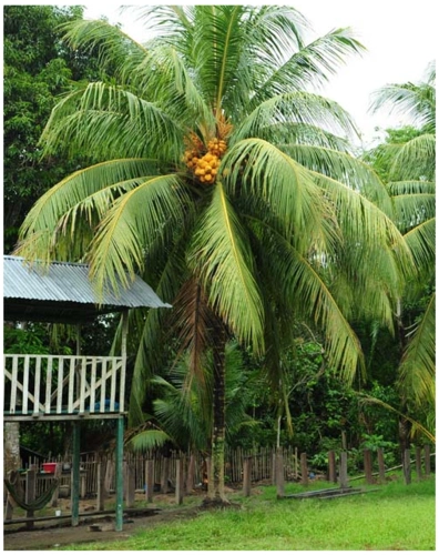 亚马逊热带的植物长势凶悍,果实也格外累累.
