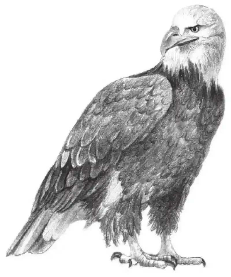 适合初学者学习的动物素描步骤教程学会这几点绘画真的很简单