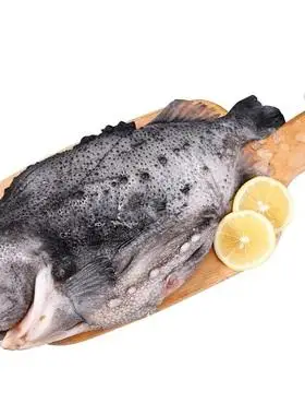 海参斑 鲜冻海参斑 深海鱼石斑鱼深海鱼海参斑 一条3斤-4斤 食品