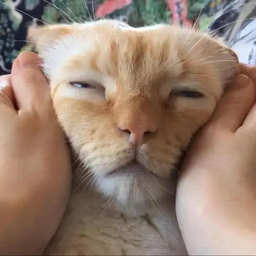 盘点30张猫咪搞怪的照片,让人捧腹大笑,总有很多笑点