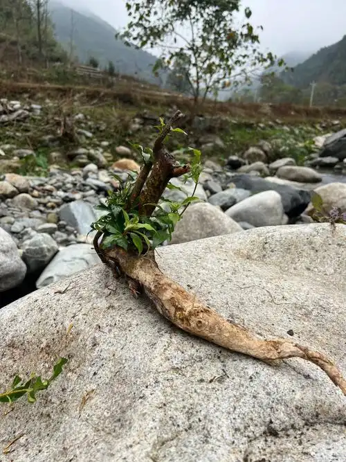 水杨梅水培方法来了