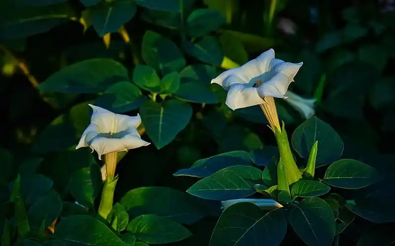 白色曼陀罗高清宽屏电脑桌面主题壁纸图片下载