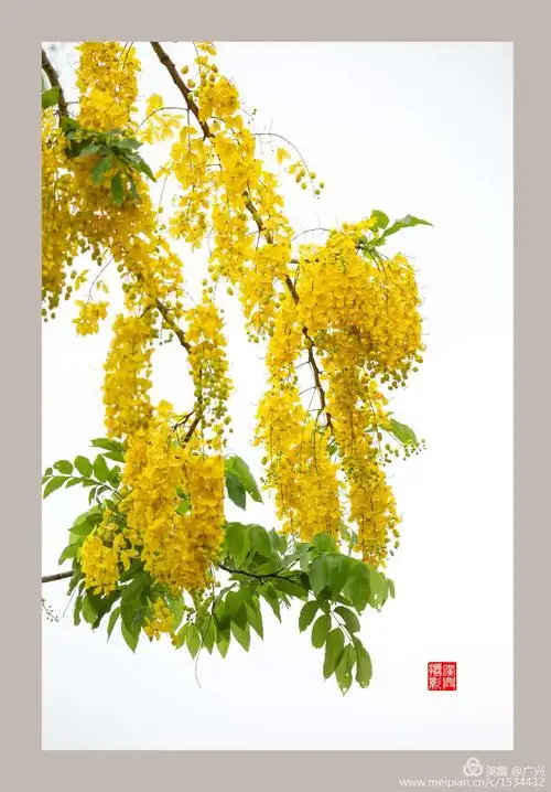 泰国国花——金链花