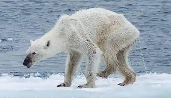 盘点被人类猎杀快要灭绝的9种动物