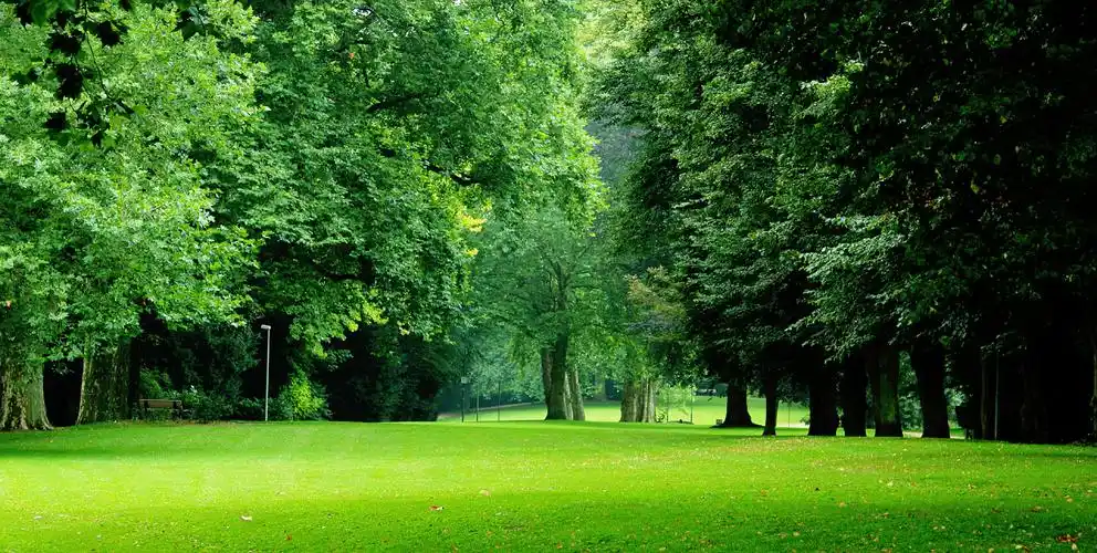 绿色的树林与草地阳光在小径上与阴影从树木在夏天公园