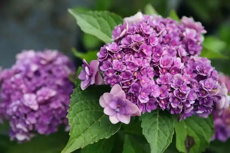 买绣球花 绣球花友答疑   根据地区和环境选择适合你的绣球