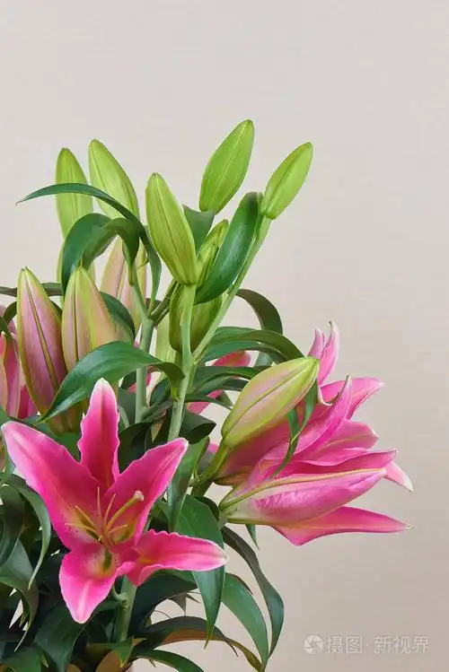 一束美丽的粉红色百合花没有芽绽放.束花.给你心爱的人一个浪漫的礼物