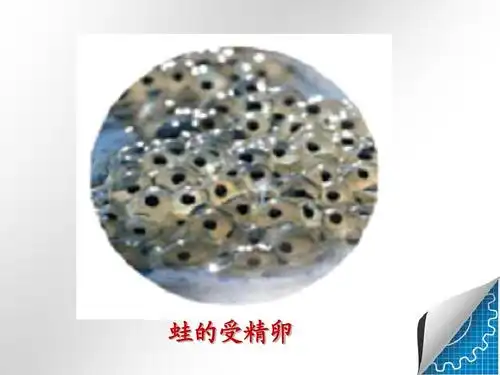 人教版八年级初二生物下册八年级生物下第三节_两栖