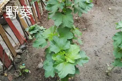 圆叶锦葵和野葵的区别