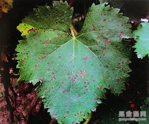 葡萄大褐斑病的危害与防治技术