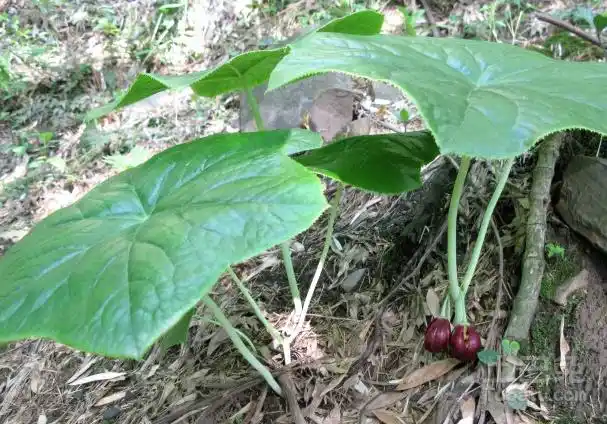 独角莲的药用价值独角莲具有很强的抗病毒能力,能抑制多种病毒的活性