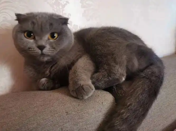 送养一只蓝猫折耳妹妹