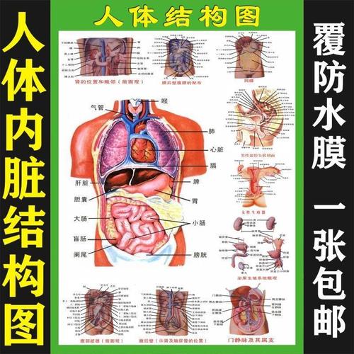 人体内脏解剖系统示意图医学宣传挂图人体器官心脏结构图医院海报