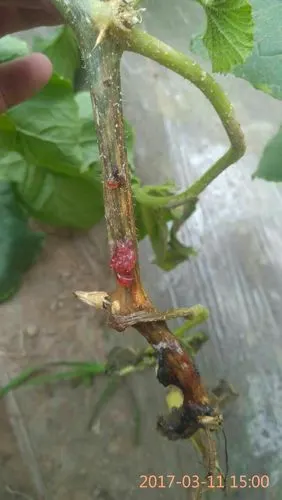 这是甜瓜什么病害,羊角蜜甜瓜