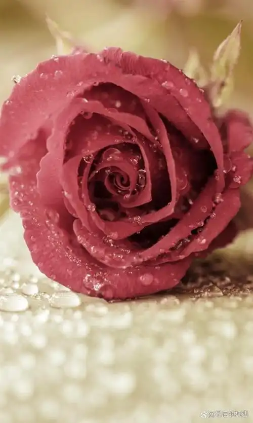 面对玫瑰,莫名伤感