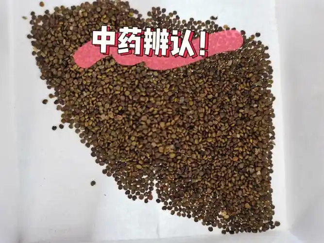 沙苑子 芥子 郁李仁 菟丝子  白丑  蛇床子  紫苏子  葶苈子 王不留行