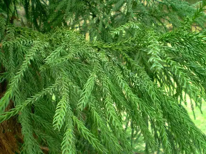 柳杉- 深涧幽草 - 764507627 的博客