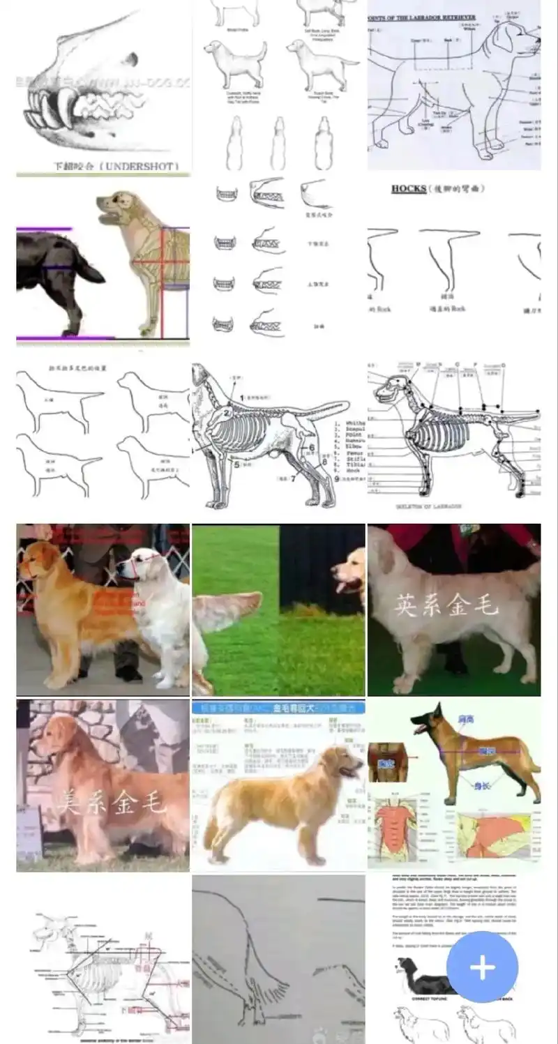 兴趣是最好的老师.我十三四岁时整理的关于展示犬标准的资料,这 - 抖