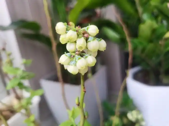 一个月后开花的蓝莓