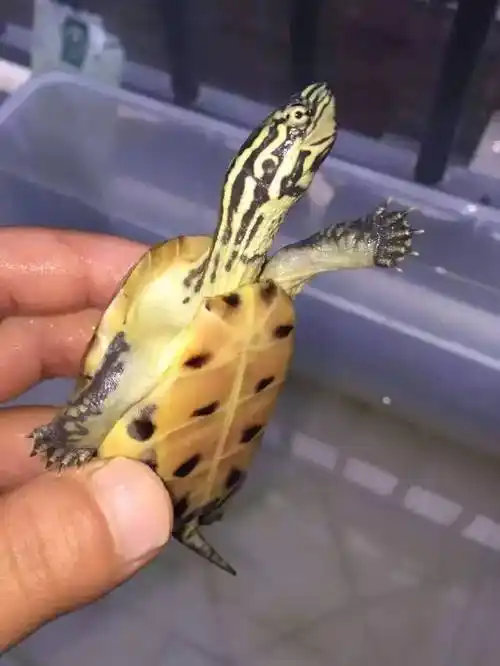 变异草龟你怎么这么美