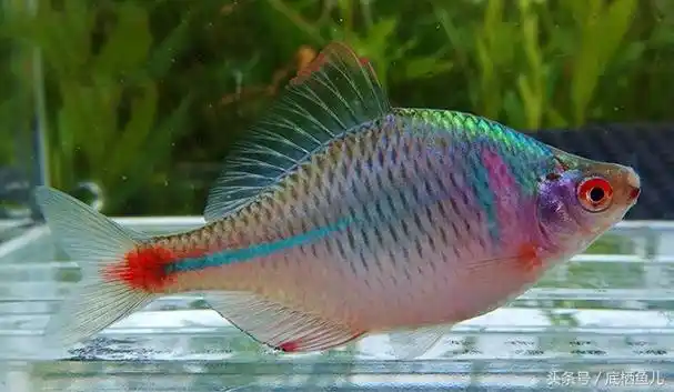 观赏鱼图片大全 好看的小型观赏鱼-思宇生活