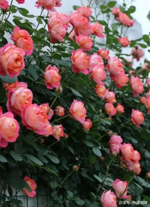 5款适合两广地区种植的藤本月季,无须春化,四季开花