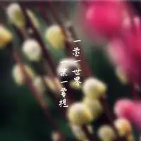 一花一世界一叶一菩提微信头像点击鼠标右键下载