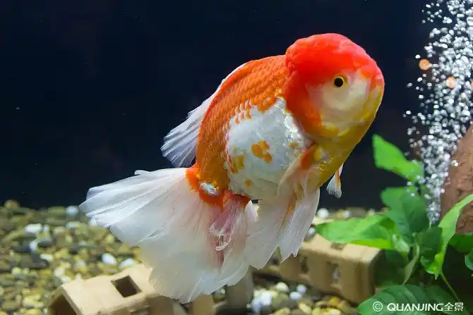 金鱼图片_图片大全