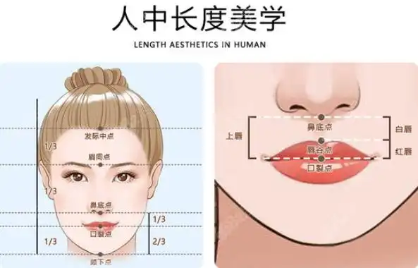 人中长度美学