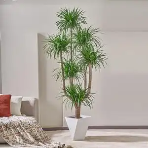 多头龙血树盆栽客厅绿植造型大盆景(基地直播专用 一物一拍 )