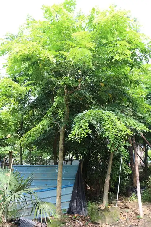 广东中山黄花梨价格及海南黄花梨采购供应价格_花木商情网