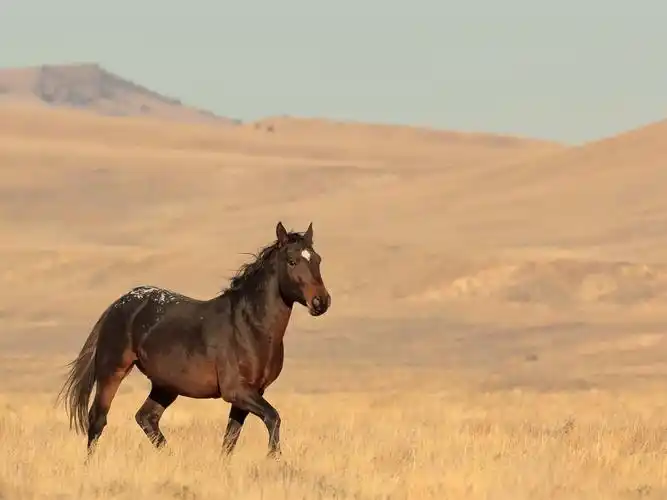 孤独的马,草原 1080x1920 iphone 8/7/6/6s plus 壁纸,图片,背景,照片