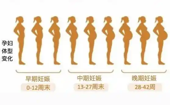 妊娠期身体的变化,易发疾病