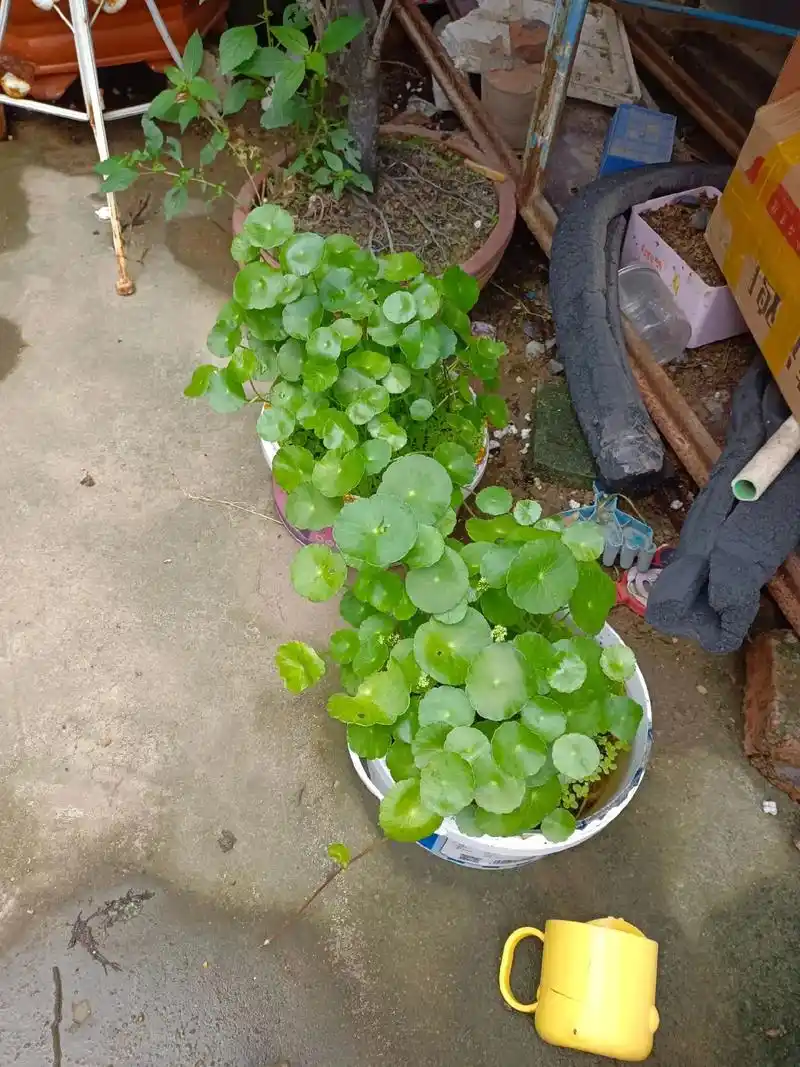 绿萝扦插爆盆啦! - 抖音