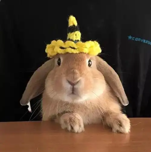 日本这只"侦探"兔几,每天都监视铲屎官,简直要成精了!