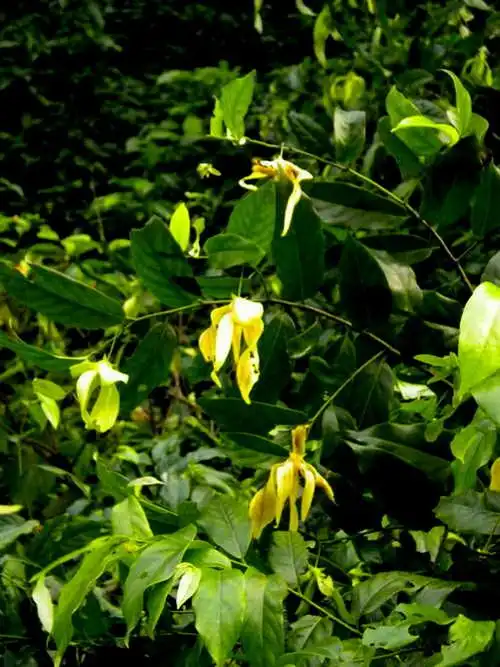 鹰爪属直立或攀援 a href="#" data-lemmaid="1520017">灌木 /a>,除花