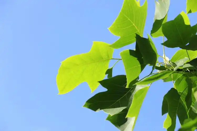 东湖睡莲,逐渐醒来,生命力真强,在这样脏的水里能生存,甚至还能开花.