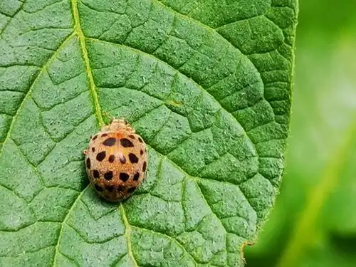数数它有几颗星—瓢虫记《石头树的美篇》