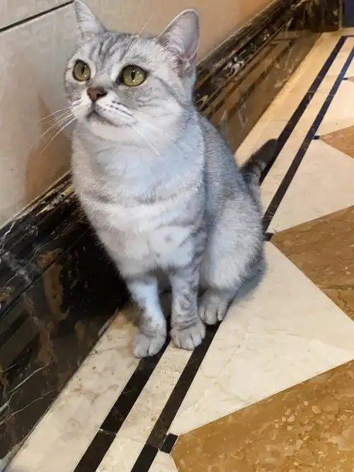 我的小宝贝四岁的美短银渐层,今天早上7点半从观奥园15号楼走丢,有