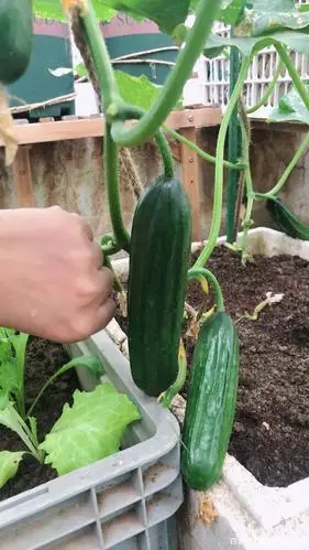 以上就是我个人种植黄瓜的一定经验分享,希望对你有帮助,谢谢.