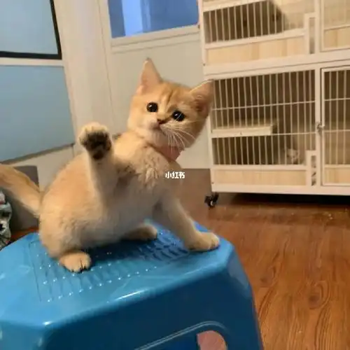 英短金渐层弟弟