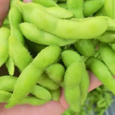 山东泰安东平县产地行情